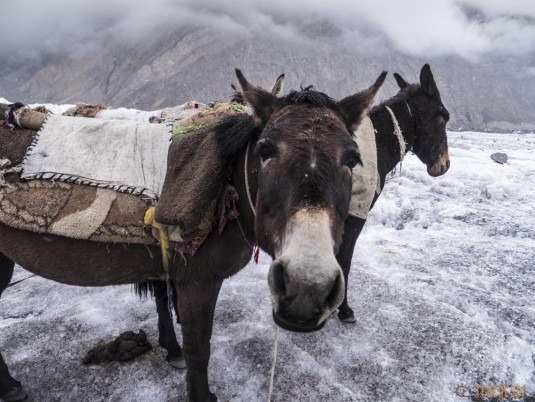 n742/Porteurs.Nepal.Pakistan.Shimshal.Hsipar.Snow.lake.6.jpg