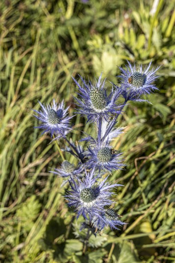 n948/Chardon.bleu.Grand.Tour.Vanoise.18.jours.Laurent.Boiveau.Tekenessi.23.jpg