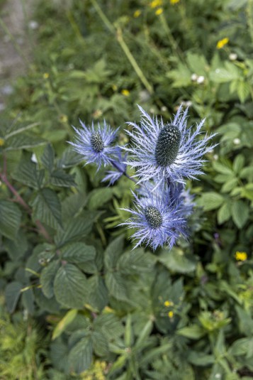 n948/Chardon.bleu.Grand.Tour.Vanoise.18.jours.Laurent.Boiveau.Tekenessi.24.jpg