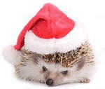 herisson.noel