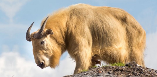 takin.bhoutan.2
