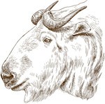 takin.bhoutan