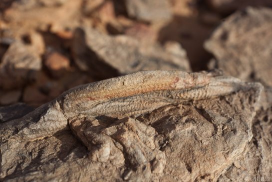 n153/tchad.harlania.enigmatica.1.jpg