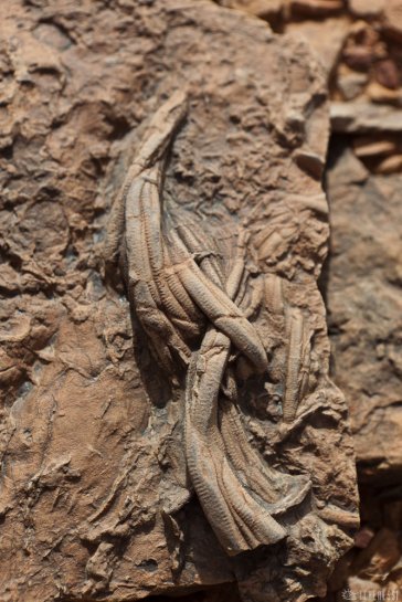 n153/tchad.harlania.enigmatica.2.jpg