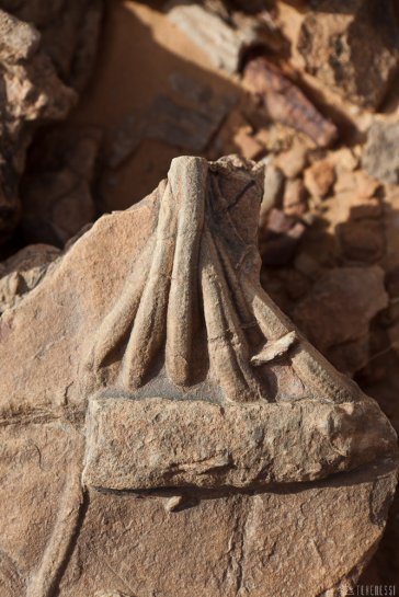n153/tchad.harlania.enigmatica.3.jpg