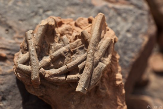 n153/tchad.harlania.enigmatica.4.jpg