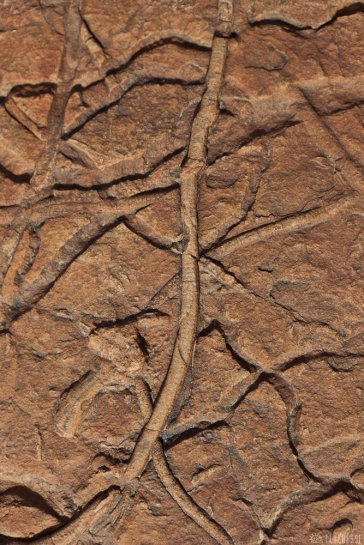 n153/tchad.harlania.enigmatica.5.jpg