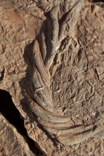 n153/tchad.harlania.enigmatica.6.jpg
