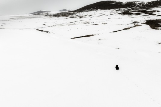 n972/Bear.Deosai.Pakistan.ours.2.jpg